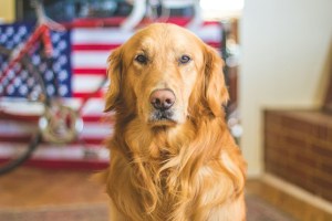 selective focus photography of golden Labrador retriever.jpg