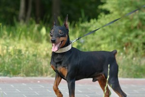a small black and brown dog on a leash.jpg