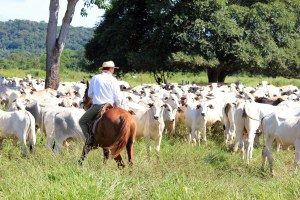 man riding on white cattle near many cattle in green field.jpg