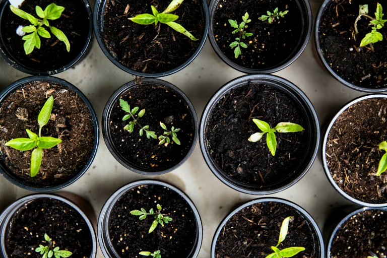 green leafed seedlings on black plastic pots.jpg