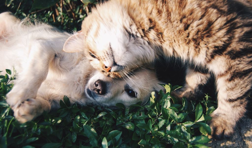 white dog and gray cat hugging each other on grass.jpg