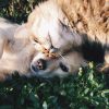 white dog and gray cat hugging each other on grass.jpg