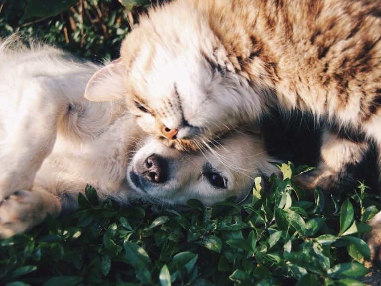 white dog and gray cat hugging each other on grass.jpg