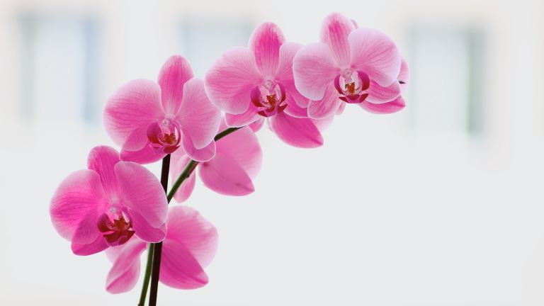pink moth orchids in bloom.jpg