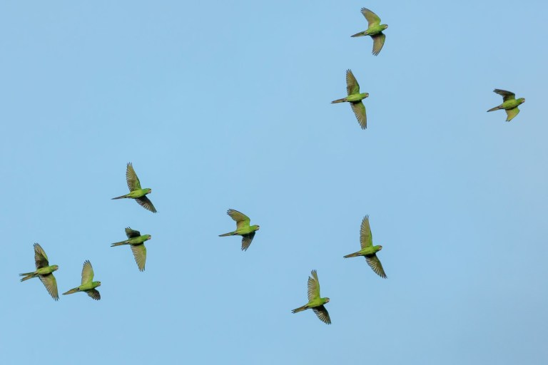 flock of yellow bird flying.jpg