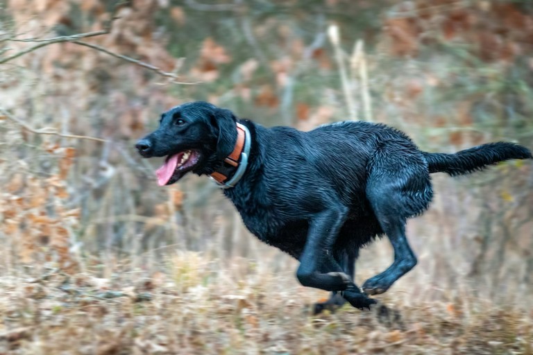 a black dog is running through the woods.jpg