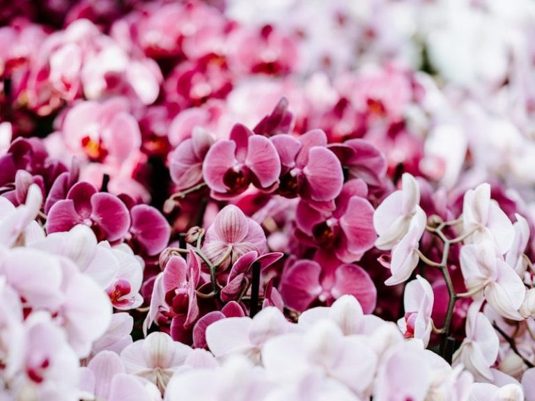 white and pink flowers during daytime.jpg