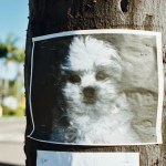 long-coated white puppy poster on tree trunk.jpg