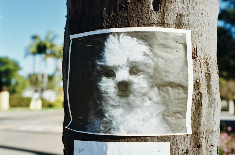 long-coated white puppy poster on tree trunk.jpg