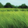 close-up photo of wheat.jpg