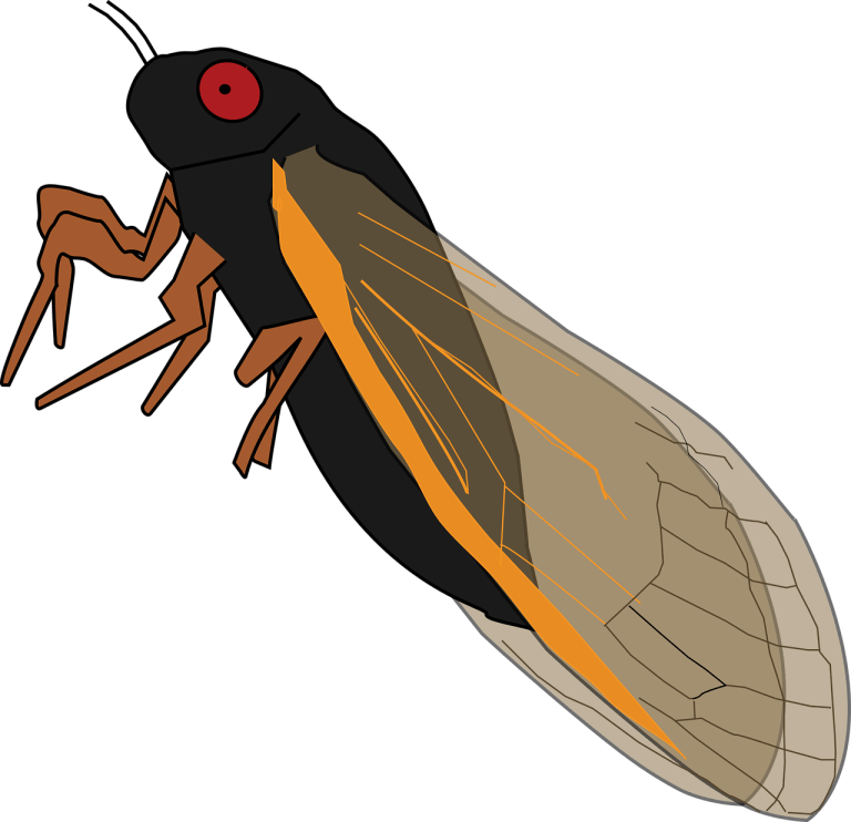 magicicada, cicada, vector.jpg