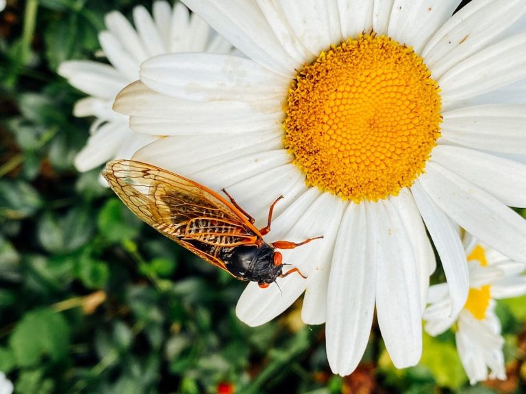 a close up of a flower with a bug on it.jpg