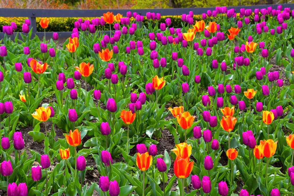 red and purple flower field during daytime.jpg