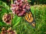 Butterfly Milkweed