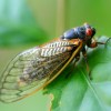 a close up of a fly on a leaf.jpg