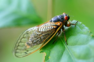 a close up of a fly on a leaf.jpg