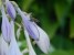 Hosta