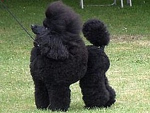 Miniature Poodle.jpg