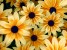 Black-Eyed Susan