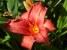 Daylily