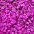 a bunch of purple flowers that are next to each other.jpg