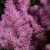 a close up of a bunch of purple flowers.jpg