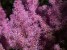 Astilbe