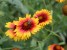 Blanket Flower