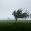 trees with wind photo.jpg