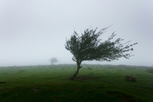 trees with wind photo.jpg