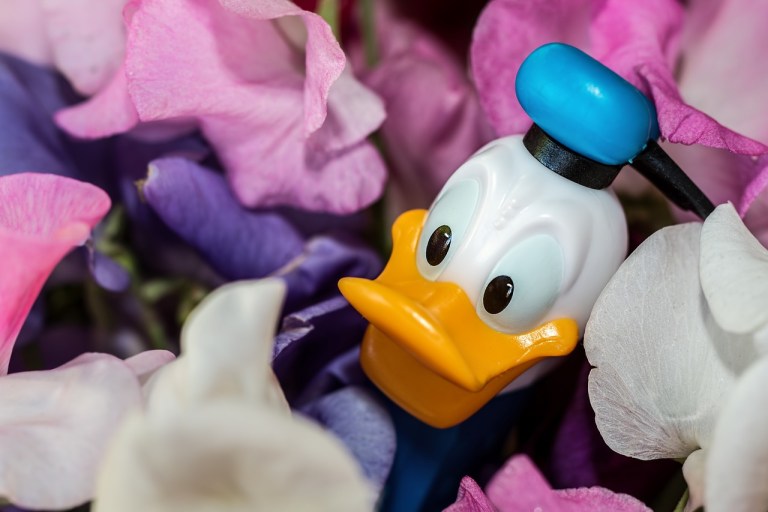 donald duck, disney character, sweet-pea.jpg