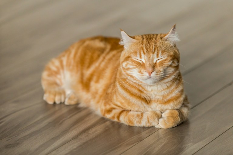 orange tabby cat on brown parquet floor.jpg