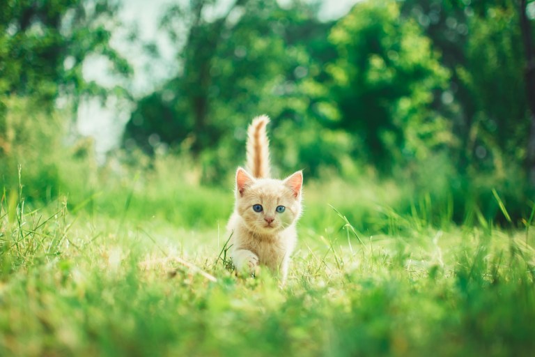 orange tabby kitten in grasses.jpg