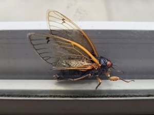 Photos & Video: Cicada Broods XIII & XIX, 2024 – Ending Soon!