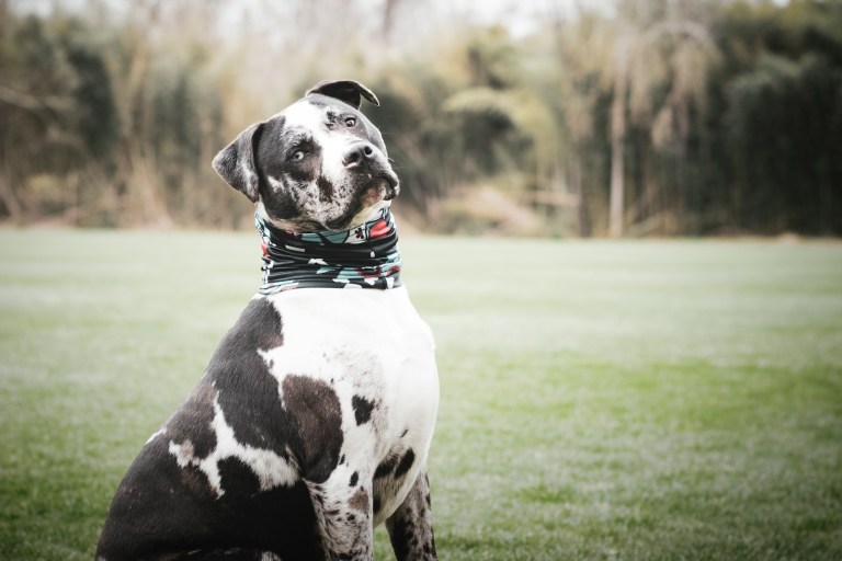 black and white dalmatian on green grass field during daytime.jpg