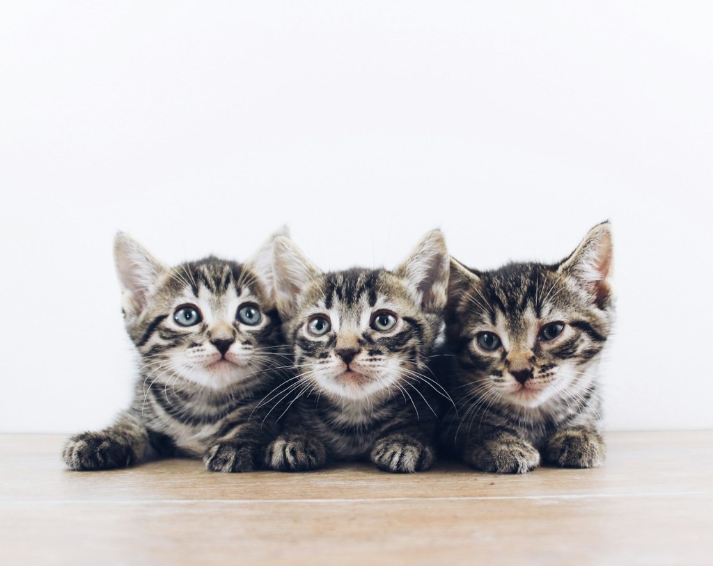 Happy National Kitten Day  – 2024