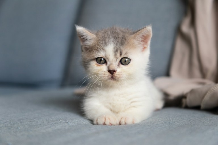 white and grey kitten on grey textile.jpg