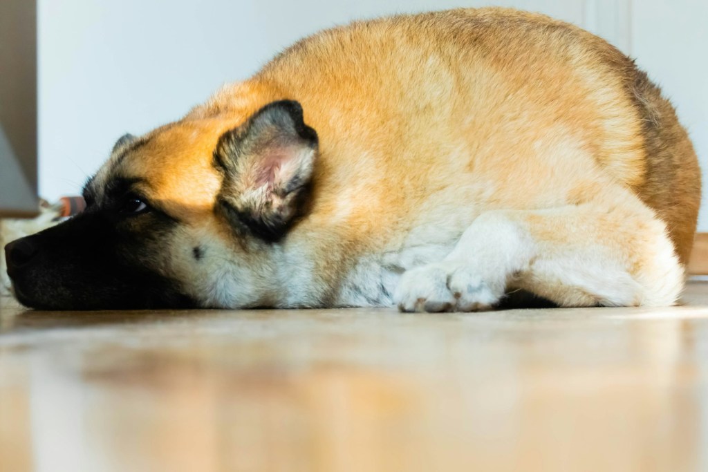 First Happy National Mutt Day – 2024