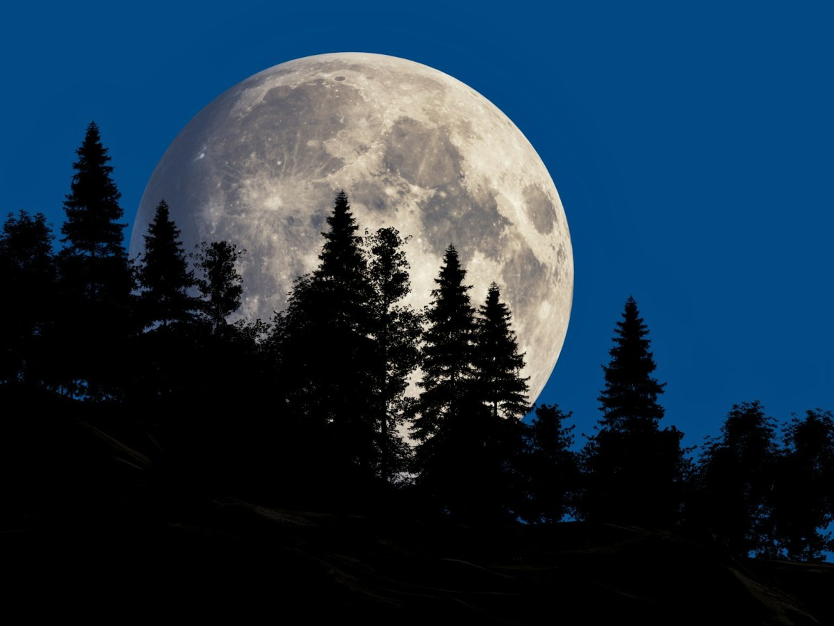 a full moon is seen behind some trees.jpg