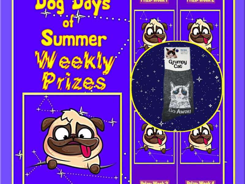 Win Grumpy Cat Socks from K.Bell__Dog Days '24__BUTTON.jpg