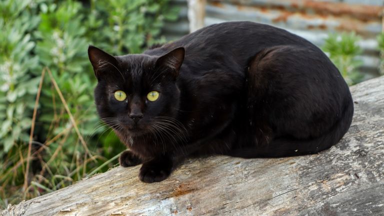 black cat on brown wooden log.jpg
