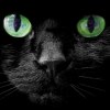 Black cat.jpg