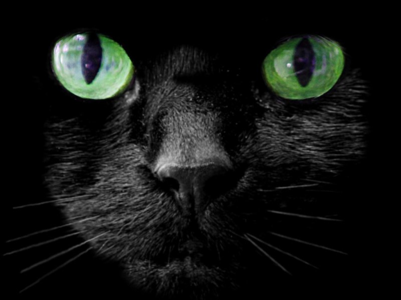 Black cat.jpg