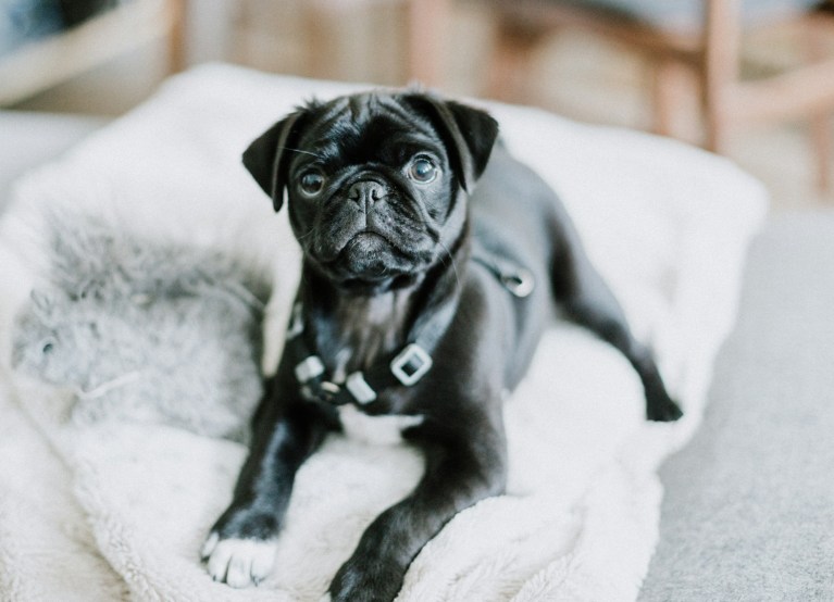 black pug puppy on white textile.jpg