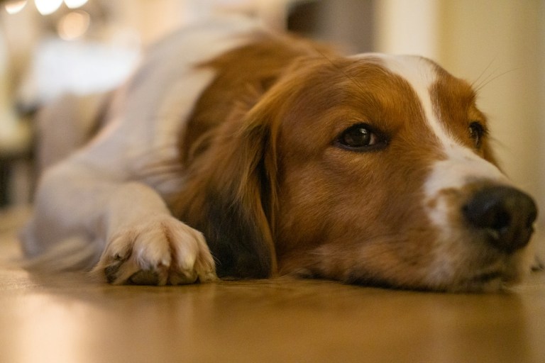a close up of a dog laying on the floor.jpg