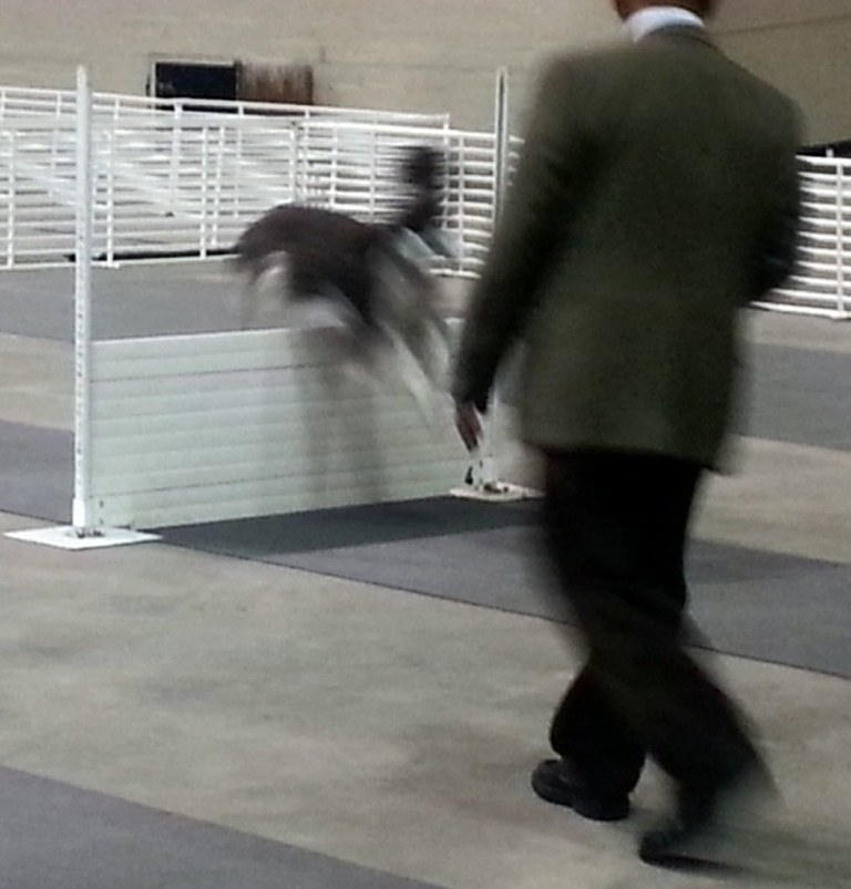 2014 Golden Gate Kennel Club dog show.jpg