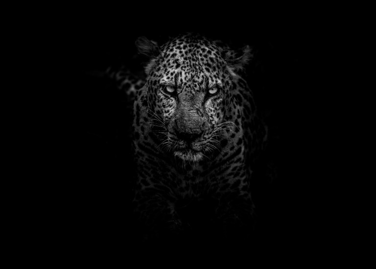 grayscale photo of leopard.jpg