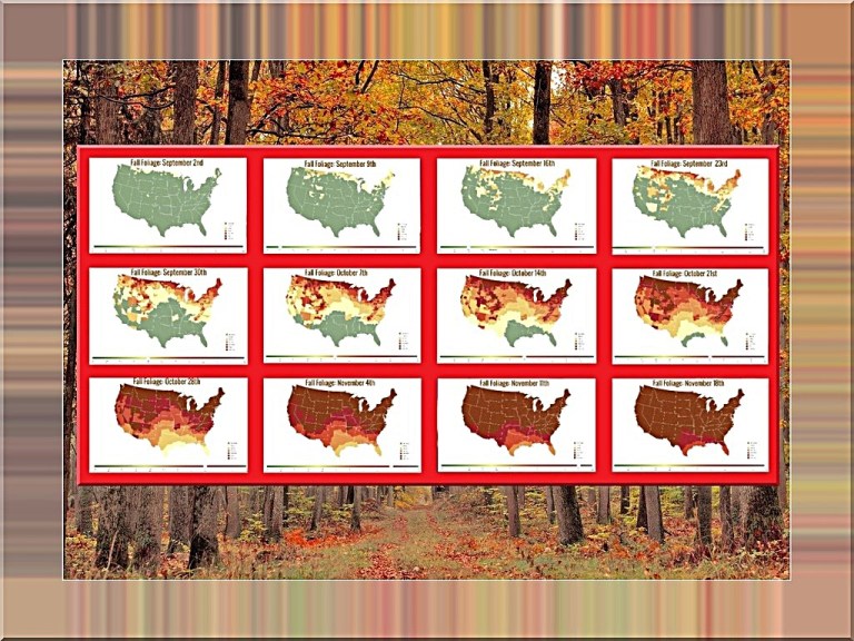 The Science of Fall Color Explained '25.jpg