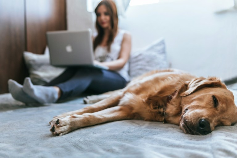 Golden Retriever lying on bed.JPG