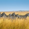 group of zebra walking on wheat field.jpg